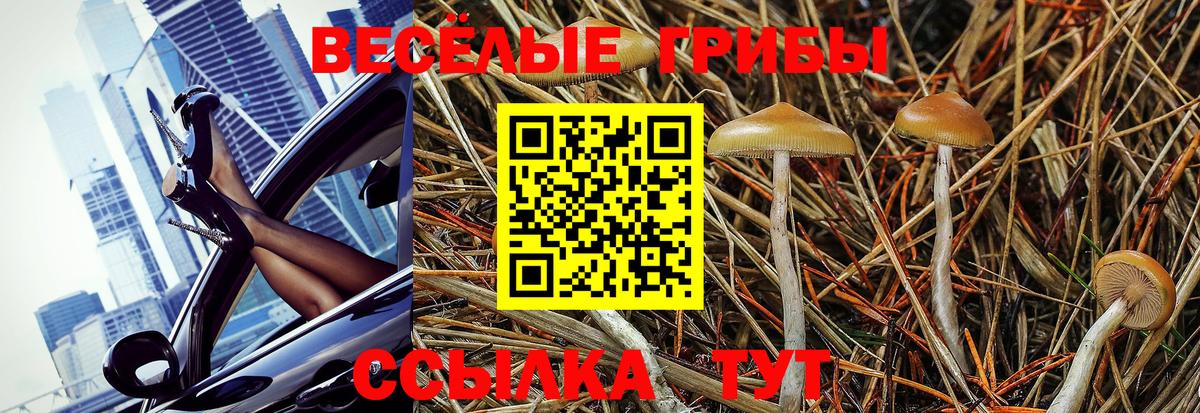 Псилоцибиновые грибы Psilocybe  Вход с VPN  Новошахтинск 